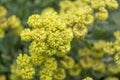 Sulphurflower buckwheat, Eriogonum umbellatum, close-up flowers Royalty Free Stock Photo